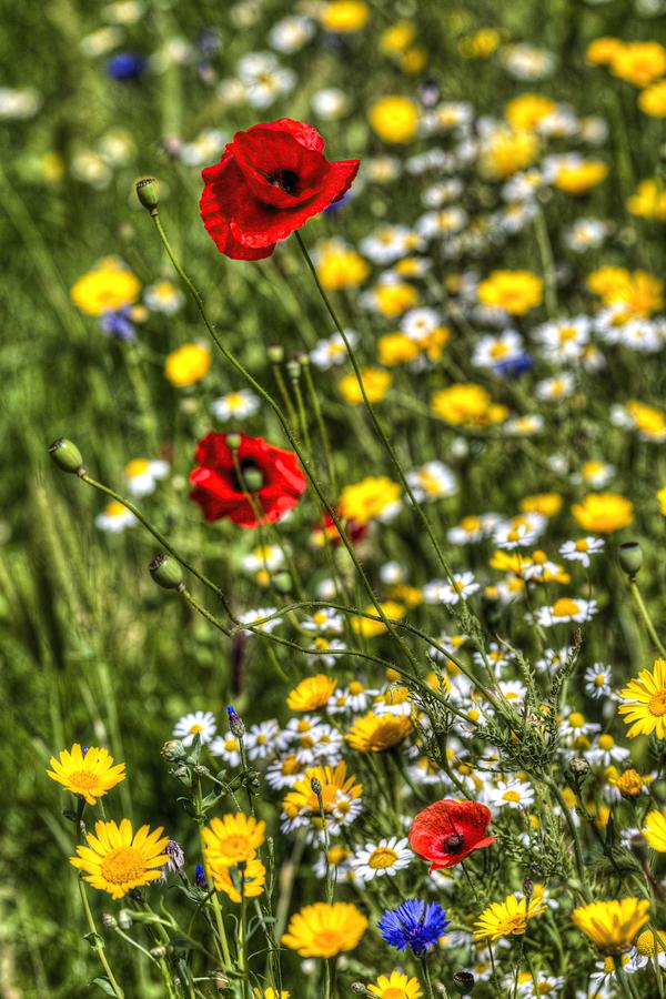 Poppies Peacefulness Photograph