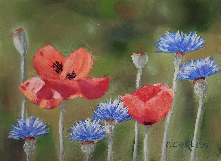 Poppies, Poppies Pastel by Carol Corliss