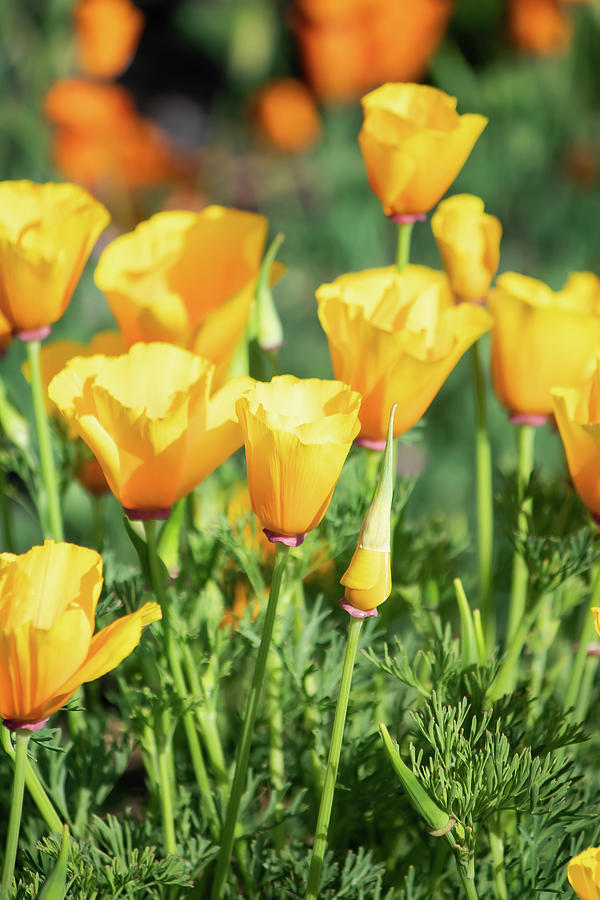 Poppies Popping Out Photograph by Cynthia Christine - Fine Art America