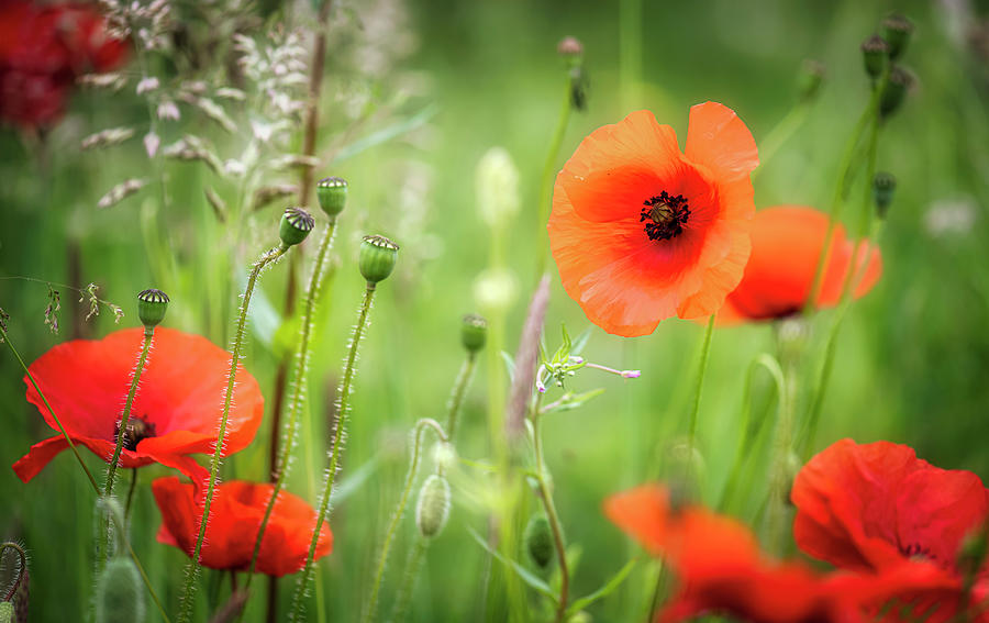 Poppies  Photograph by Remigiusz MARCZAK