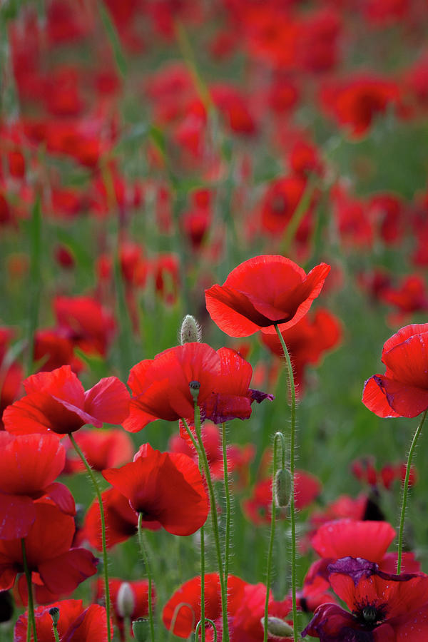 Poppies Photograph by Roger Mullenhour