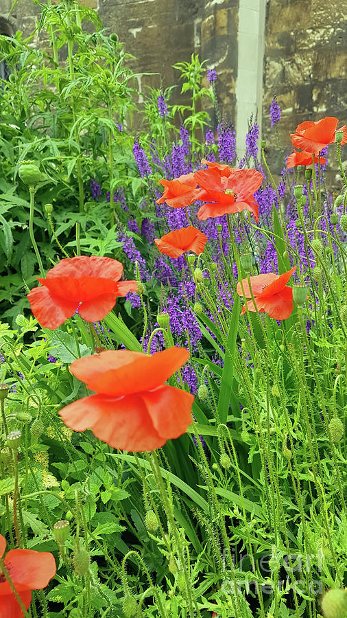 Poppies taken in York England Photograph by Pics By Tony