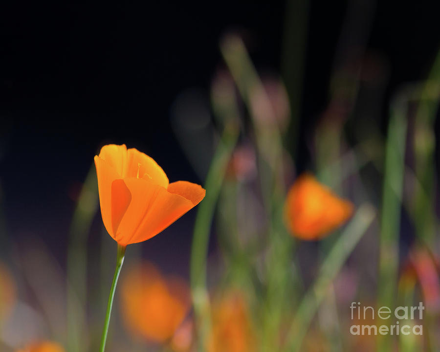 Poppies  Photograph by Vincent Bonafede