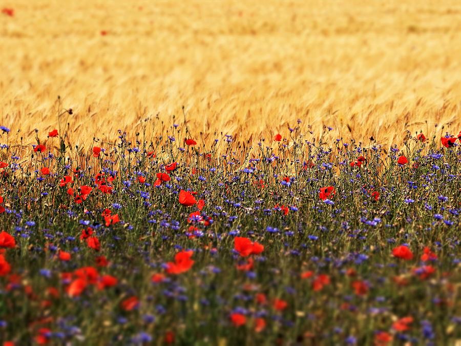 Poppies, Wheat and Cornflowers Photograph by Kathrin Poersch