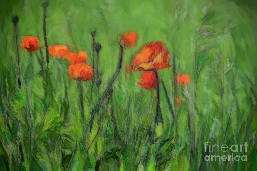 Poppies With A Brush Photograph by Pamela Dunn-Parrish