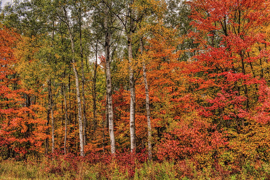 Popple Trees And Maples Photograph by Dale Kauzlaric