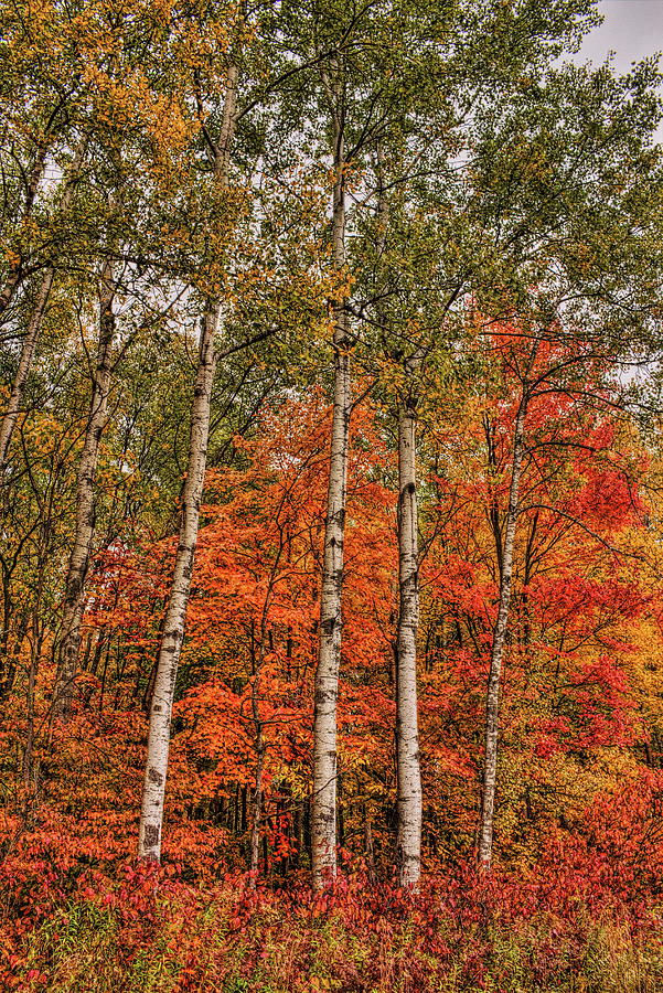 Popple Trees And Maples Leaves Photograph by Dale Kauzlaric