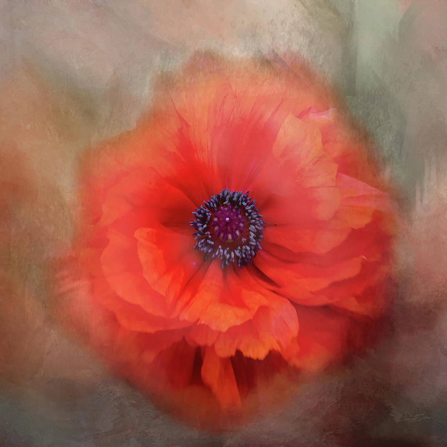 Oriental Poppy series A, number 1 Photograph by Marilyn Wilson