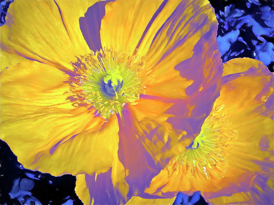 Flower Photograph - Poppy 14 by Pamela Cooper