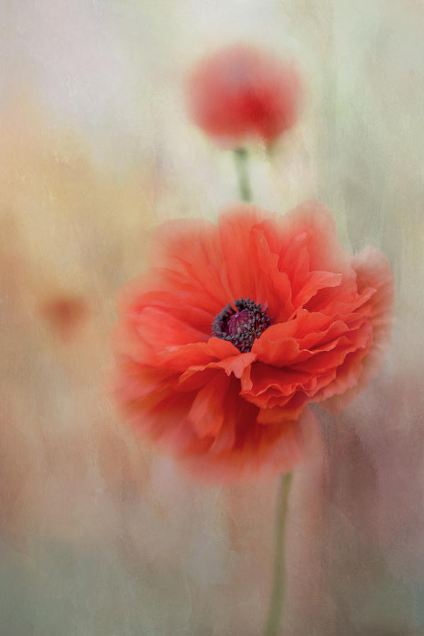 Oriental Poppy series A, number 2 Photograph by Marilyn Wilson