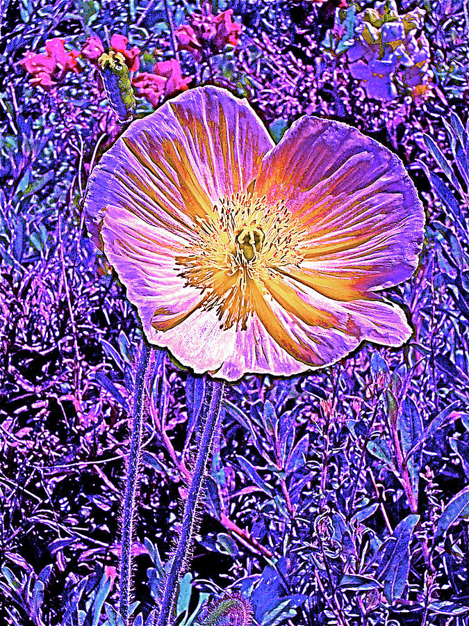 Flower Photograph - Poppy 3 by Pamela Cooper