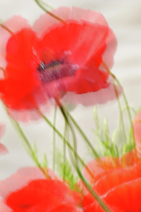 Poppy Abstract 2 Photograph by Nadalyn Larsen