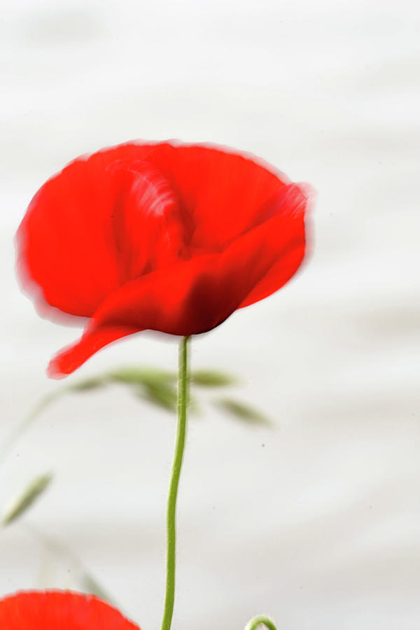 Poppy Abstract 3 Photograph by Nadalyn Larsen