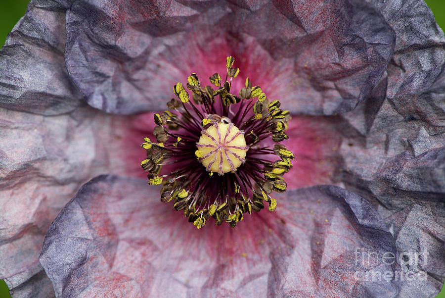 Poppy Amazing Grey Flower  Photograph by Tim Gainey