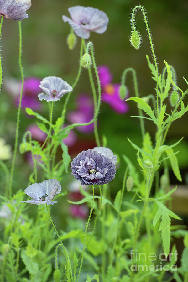 Poppy Amazing Grey Flowers in an English Garden Photograph by Tim Gainey