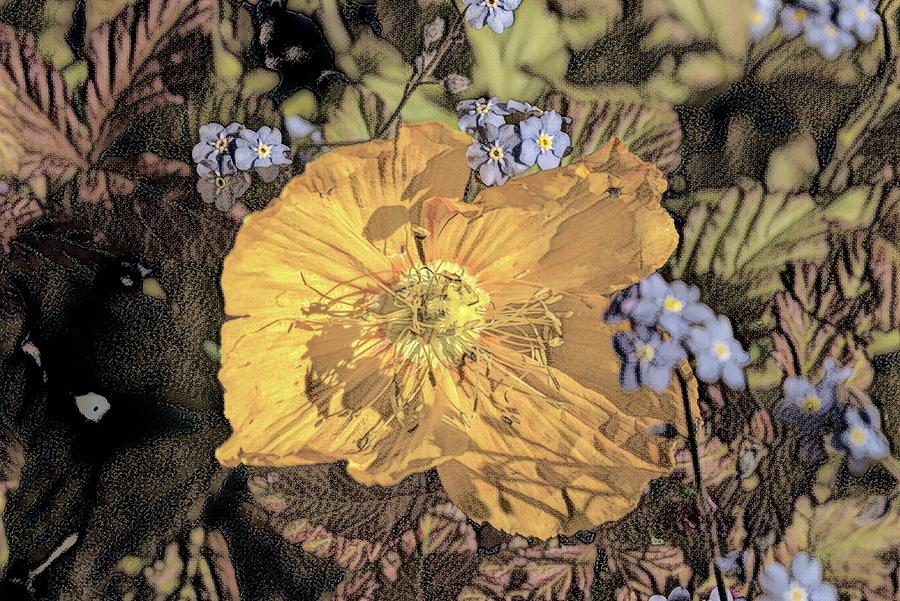 Poppy And Forget Me Nots 2 Photograph By Cathy Mahnke Fine Art America