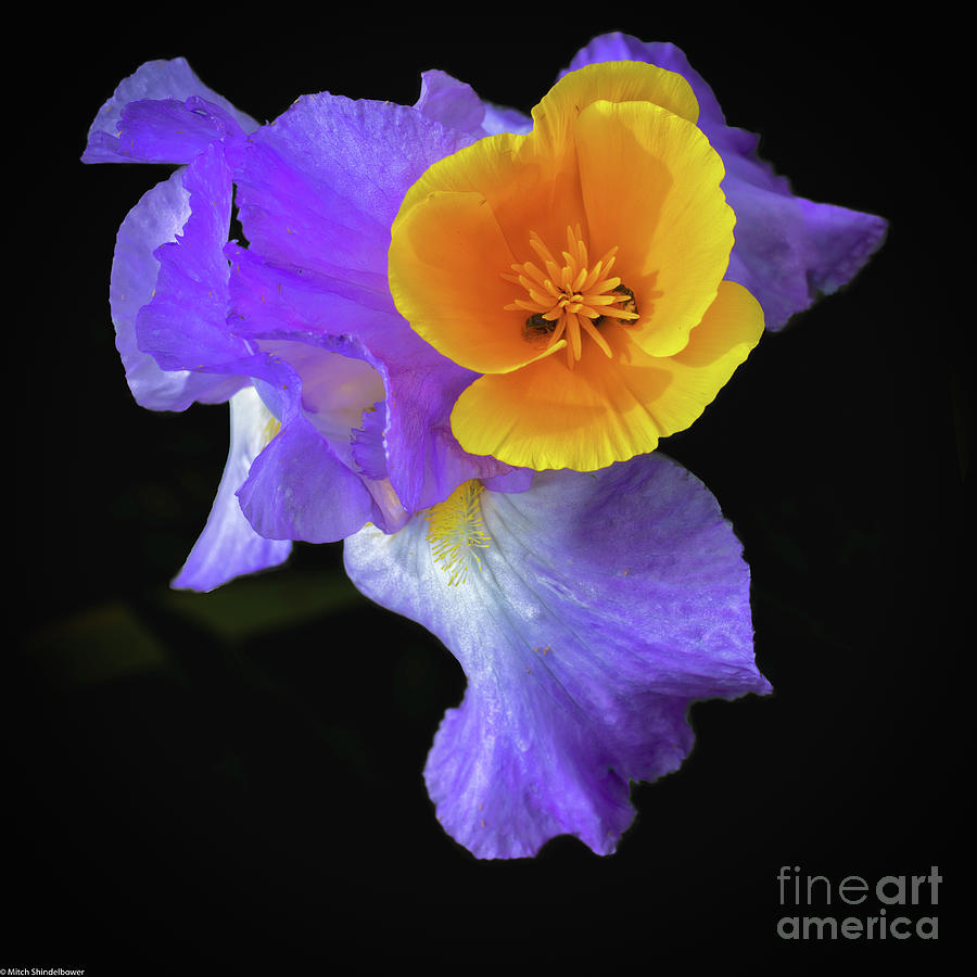 Poppy And Iris On Black Photograph by Mitch Shindelbower