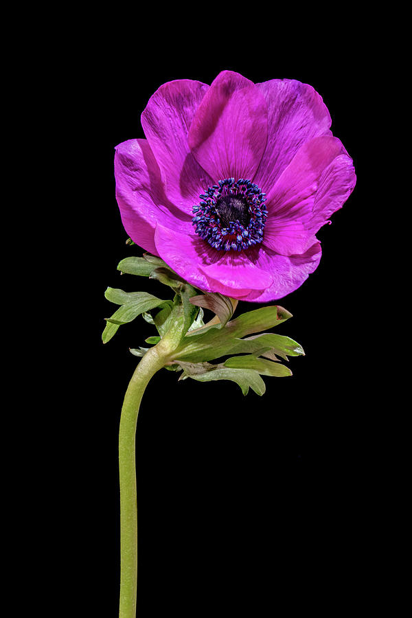 Poppy Anemone 2 Photograph by Sandi Kroll
