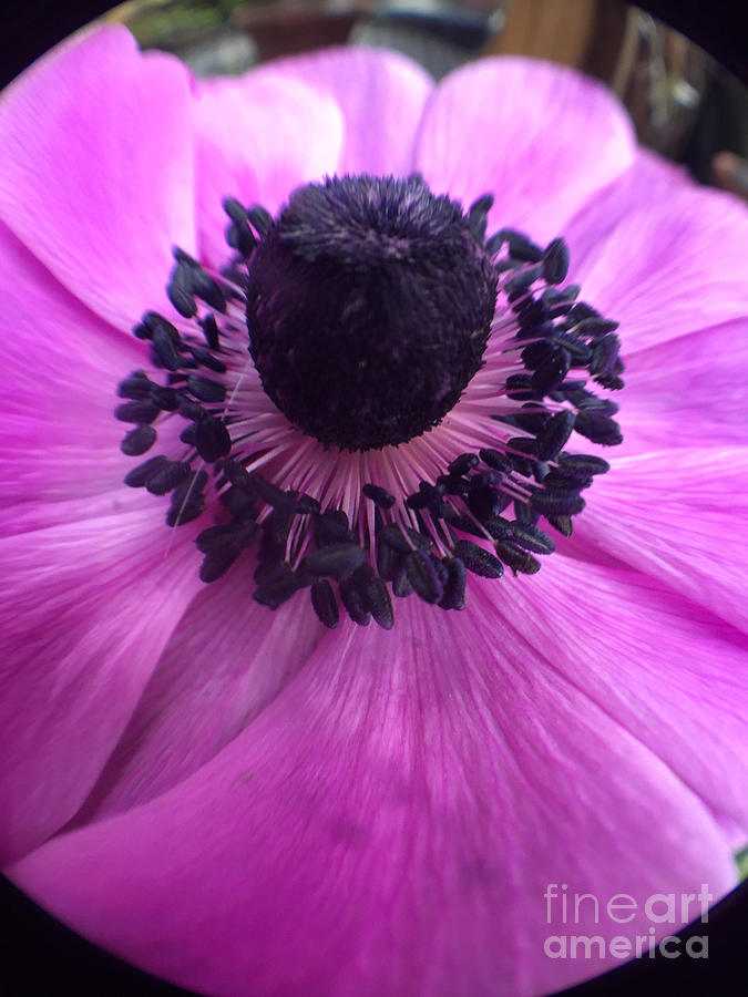 Poppy Anemone Photograph by Albert Massimi