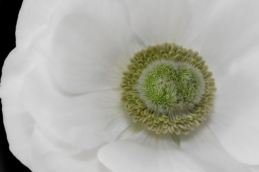 Poppy Anemone Flower Photograph by Susan Candelario