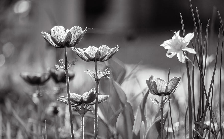 Poppy Anemone Flowers in a Spring Garden Black and White Photograph by Rachel Morrison