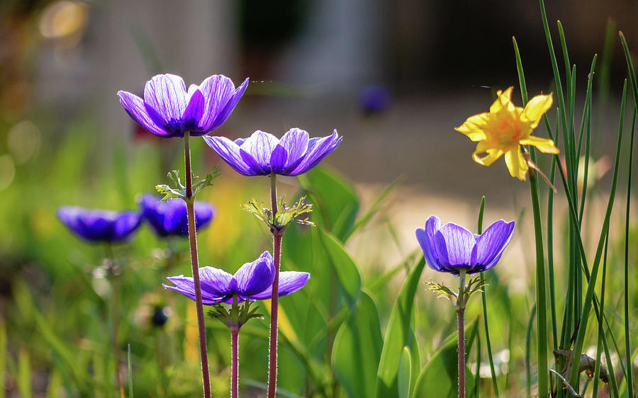 Poppy Anemone Flowers in a Spring Garden Photograph by Rachel Morrison