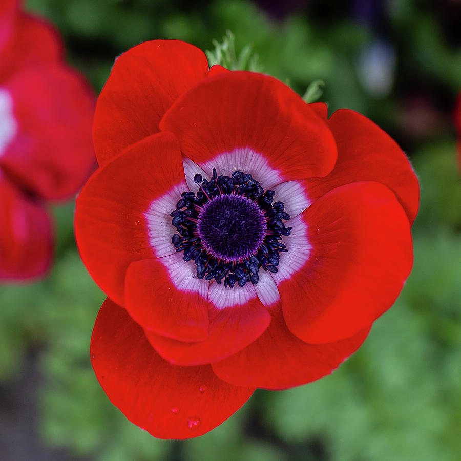 Poppy Anemone Hollandia Photograph by John Haldane