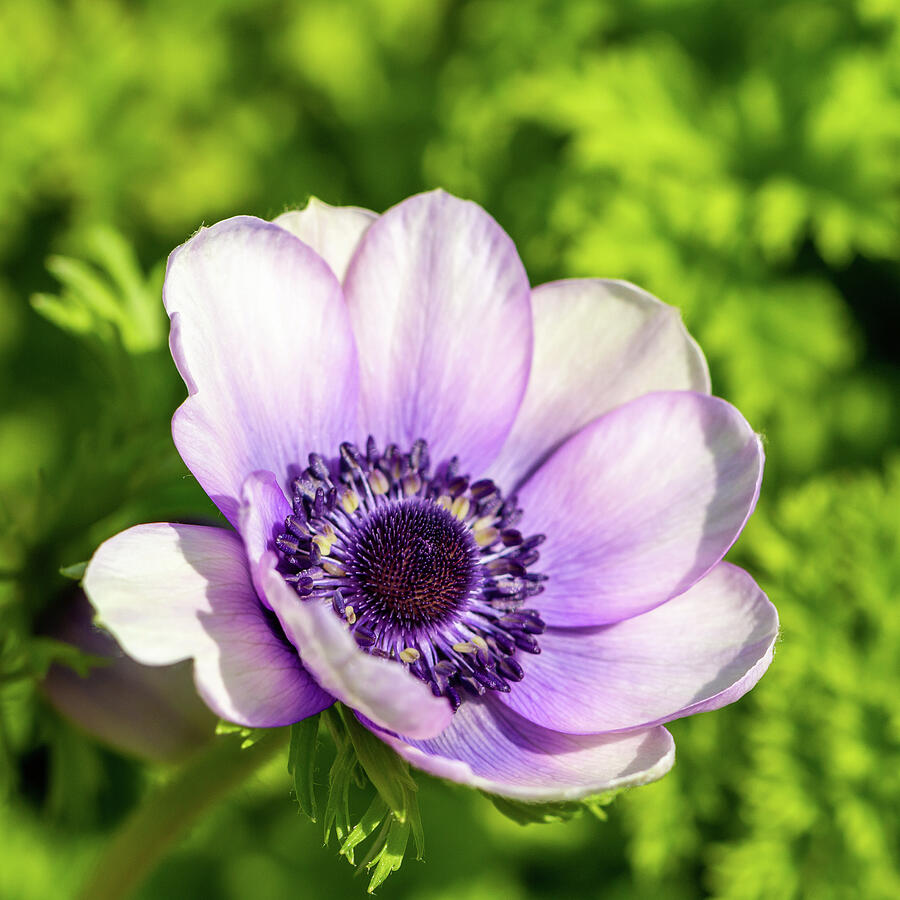 Poppy Anemone In Spring Photograph by Tanya C Smith