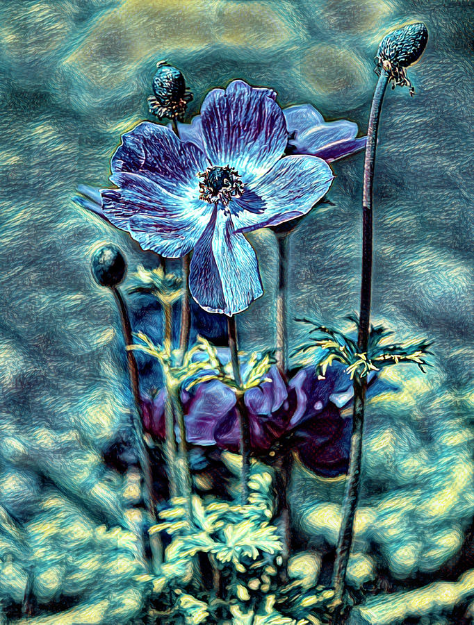 Poppy Anemone Photograph by Karen Cox