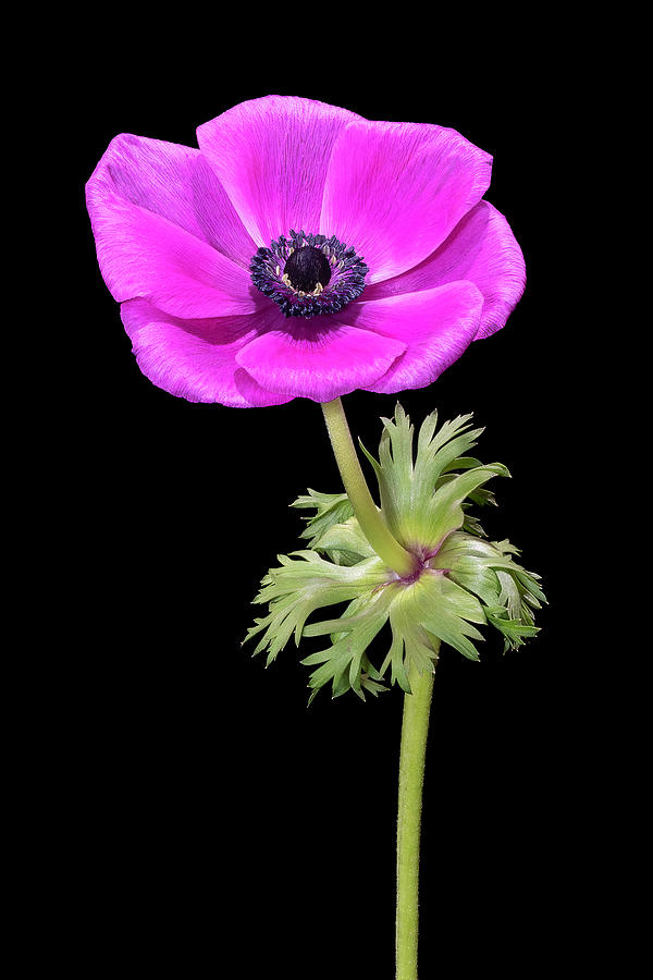 Poppy Anemone Photograph by Sandi Kroll