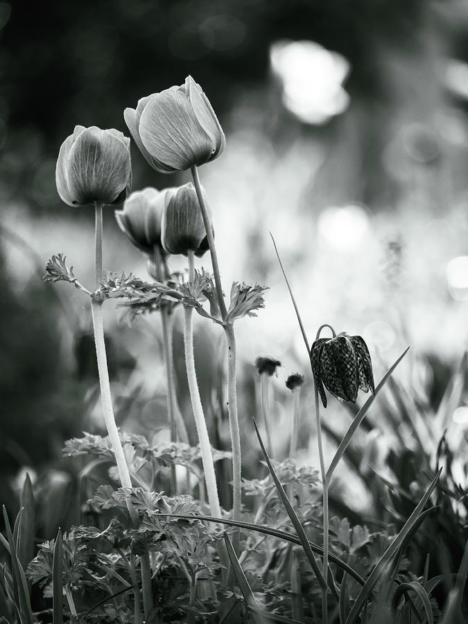 Poppy Anemones and Fritillaria Black and White Photograph by Rachel Morrison