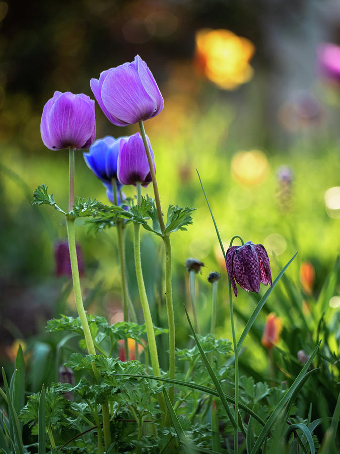Poppy Anemones and Fritillaria Photograph by Rachel Morrison