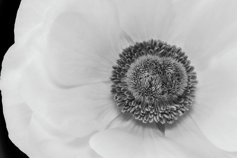 Poppy Anenome Flower Photograph by Susan Candelario