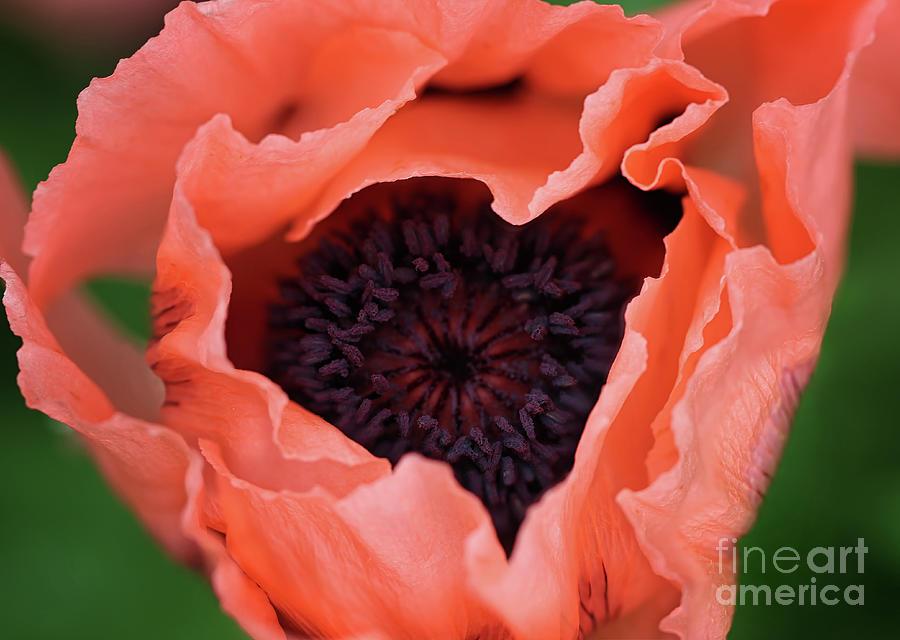 Poppy Art Heart Photograph by Karen Adams