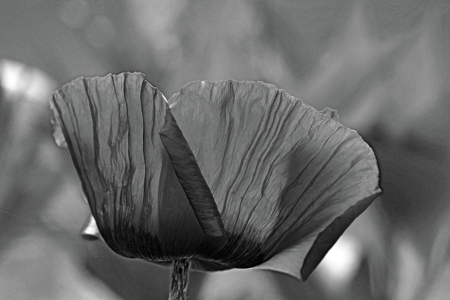 Poppy Black And White Photograph