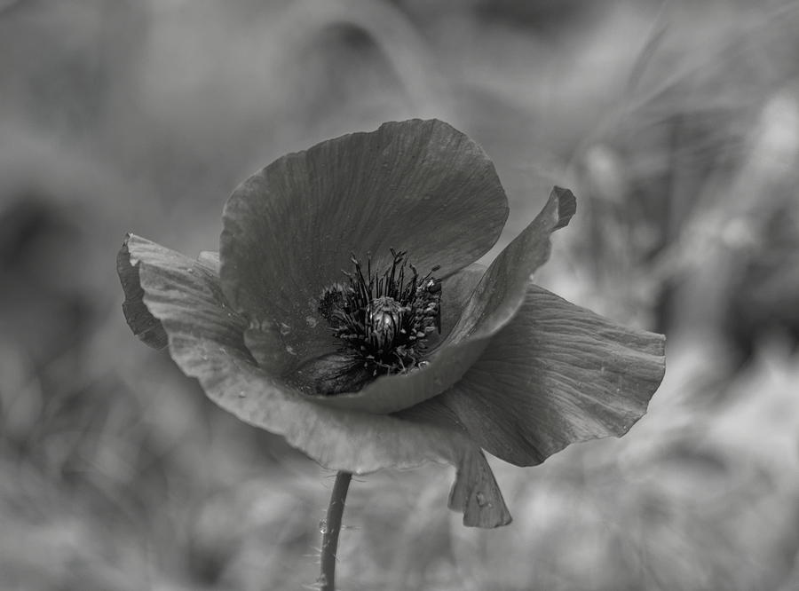 Poppy Black And White Photograph by Jeff Townsend