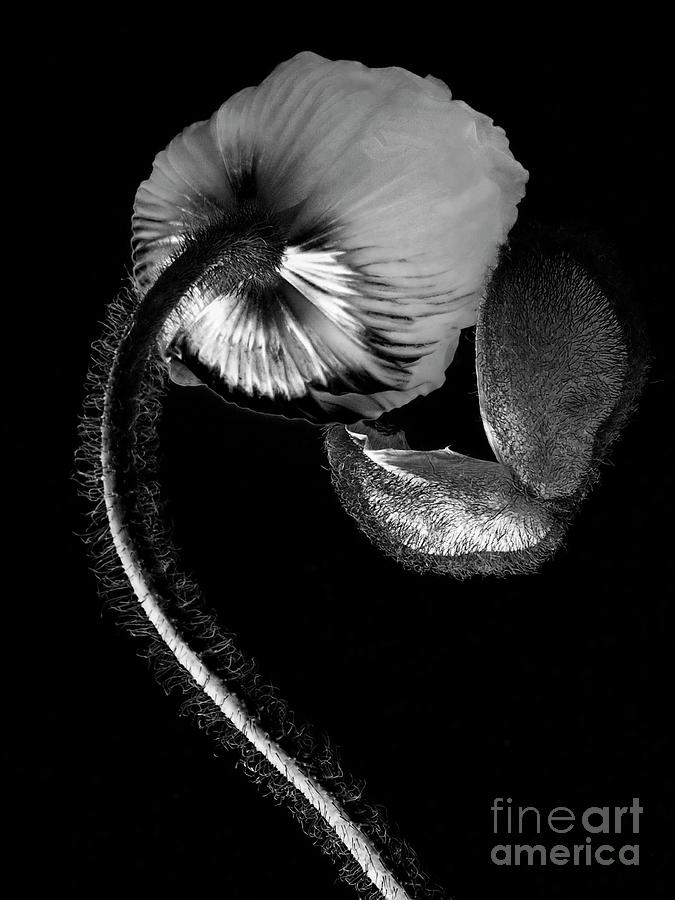 POPPY BUD IN BLACK and WHITE. Photograph by Alexander Vinogradov