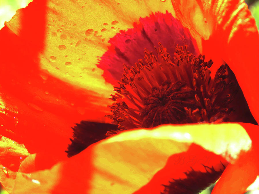Poppy Burst - Floral Photography - Flowers From the Garden Photograph by Brooks Garten Hauschild