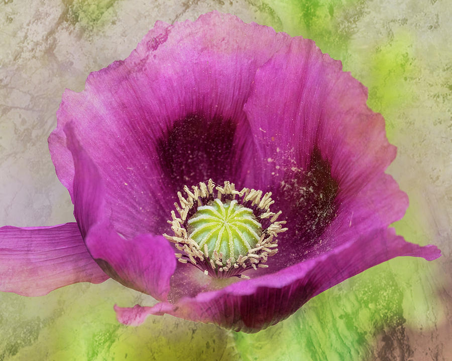 Poppy Digital Art by Catherine Avilez