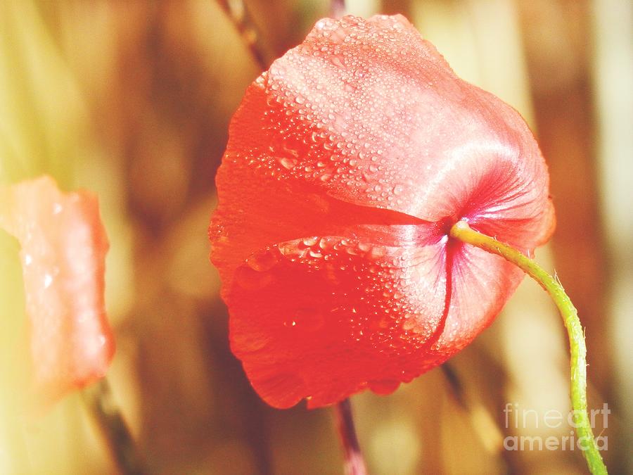 Poppy In The Barley Fields Photograph by Claudia Zahnd-Prezioso