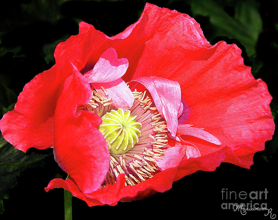 Poppy Close-up Photograph by Mariarosa Rockefeller