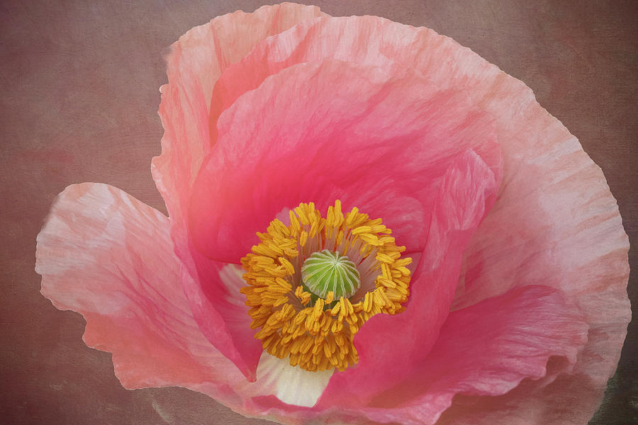 Poppy Close-up Photograph by Paula Ponath