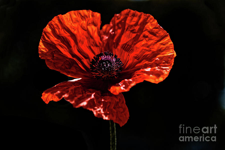 Poppy Photograph by Colin Woods