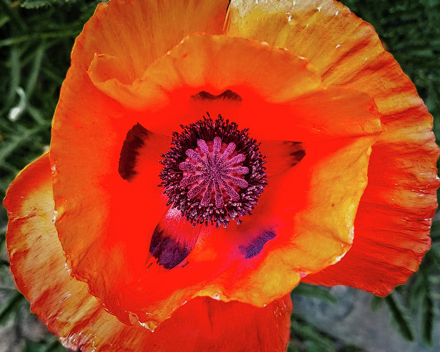 Poppy Photograph by Dan Eskelson