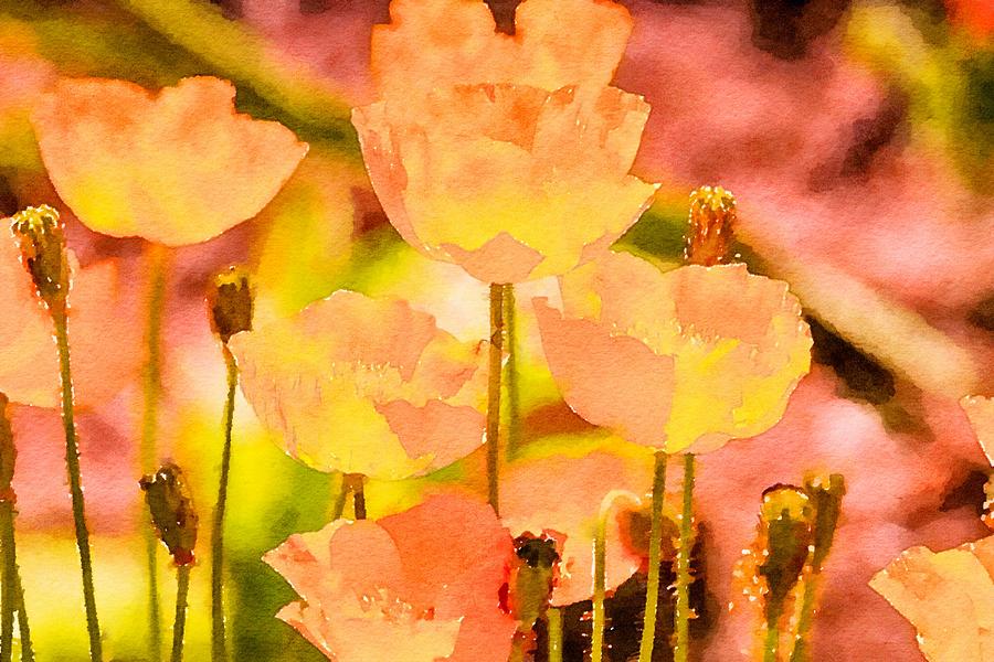 Poppy Dream Photograph by Susan Rydberg
