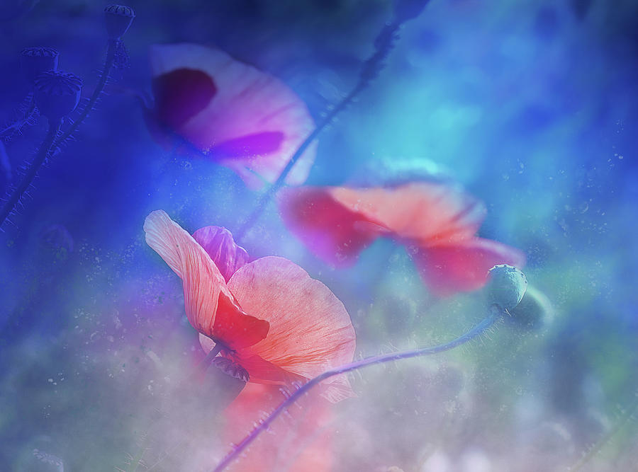 Poppy Dream Digital Art by Terry Davis