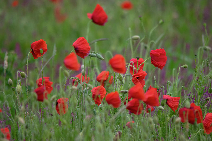 Poppy Field 1 Photograph by Gareth Parkes