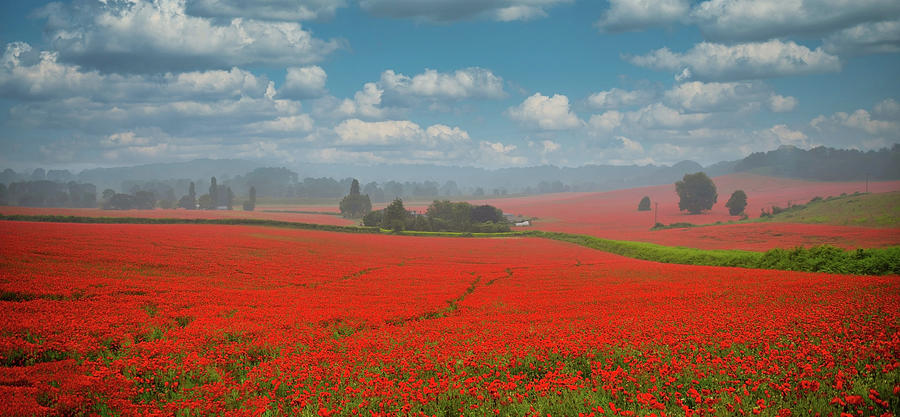 Poppy field 10 Photograph by Remigiusz MARCZAK