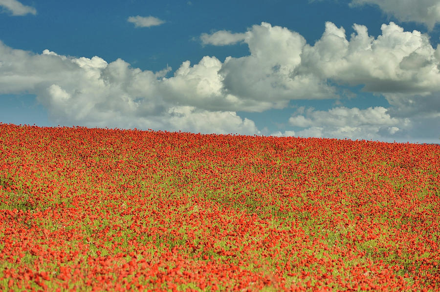 Poppy field 4 Photograph by Remigiusz MARCZAK