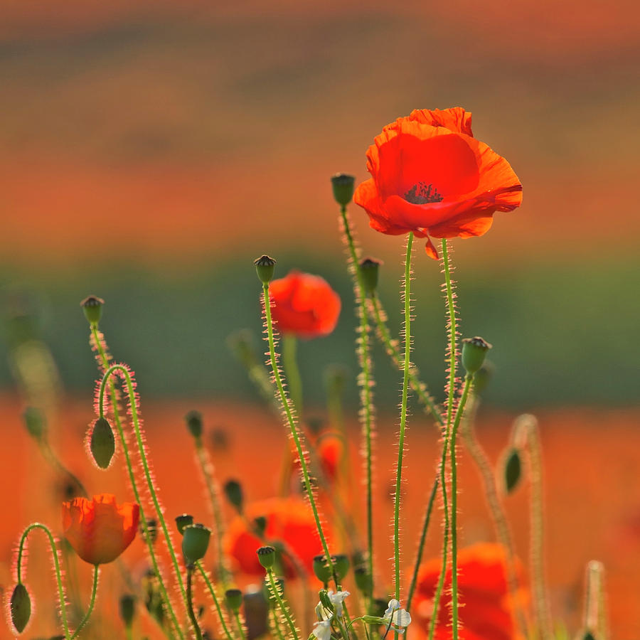 Poppy field 6 Photograph by Remigiusz MARCZAK
